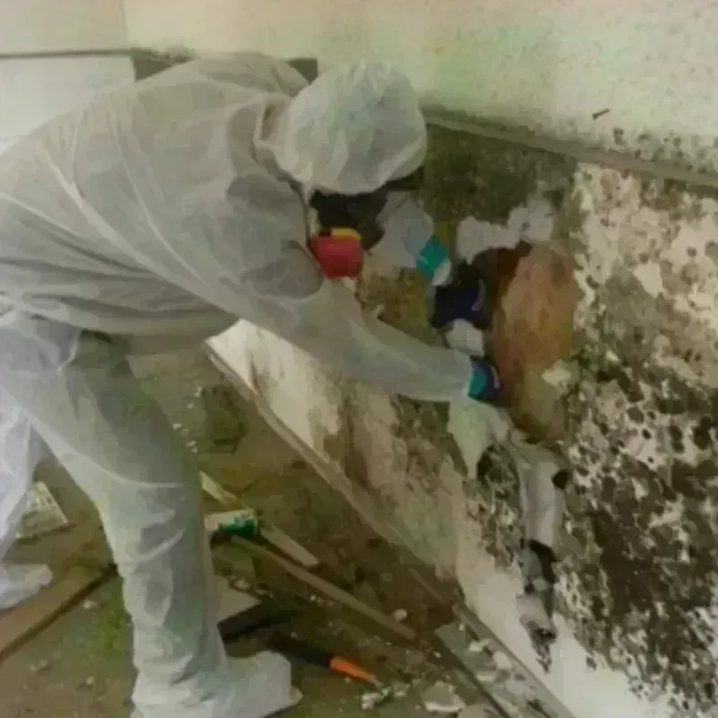 Mold Remediation and Removal in Martinsburg, WV